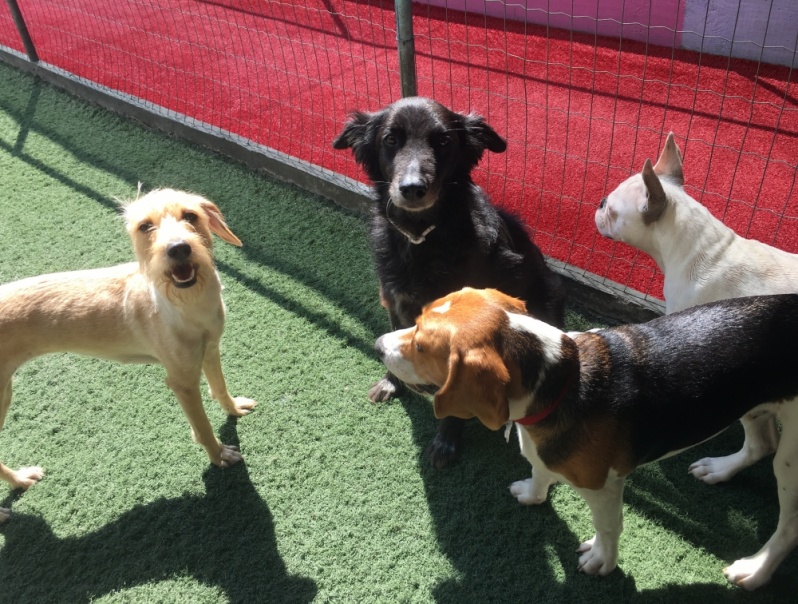 Hotel para Cães Férias do Dono