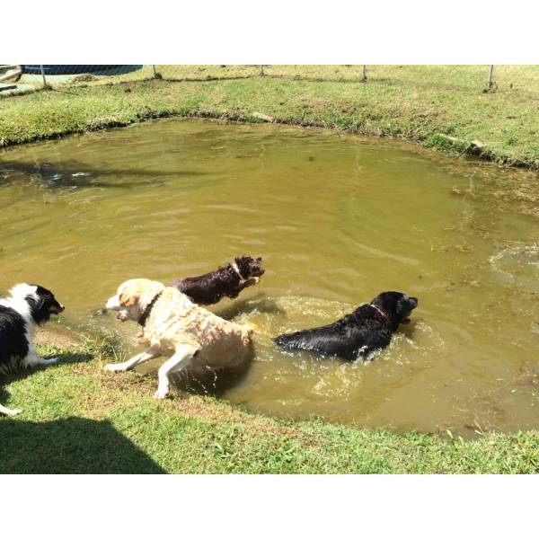 Hotel para Cães na Berrini