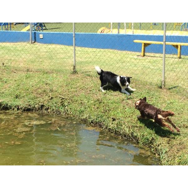 Hotel para Cães na Zona Oeste