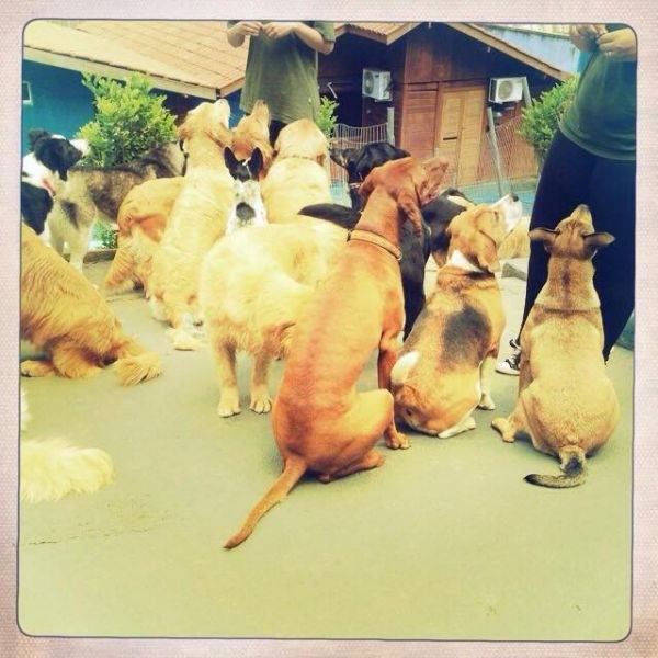 Hotel para Cão