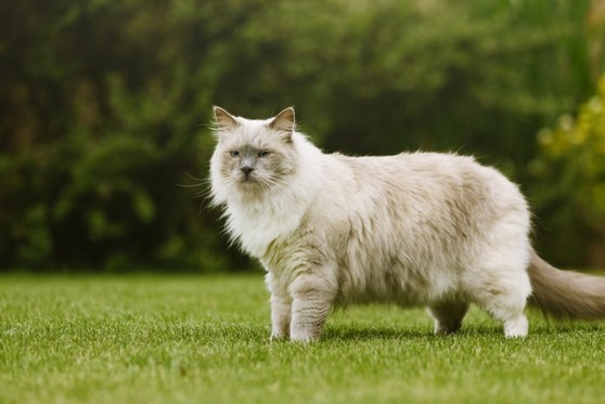 Hotel para Gato de Luxo