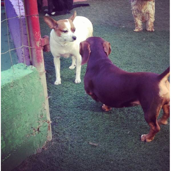 Hotelzinho para Cachorro em SP