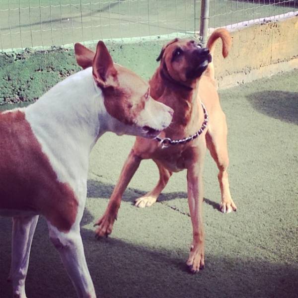 Hotelzinho para Cachorro na Zona Oeste