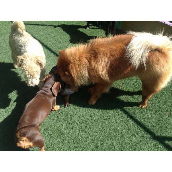 Hotelzinho para Cães SP