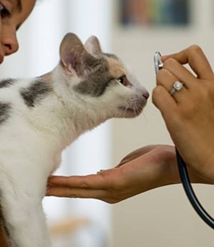 Internação de Cães Idosos