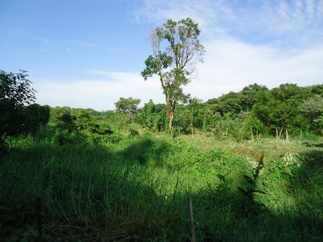 Licença Ambiental do Ibama