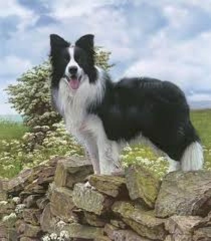 Locação Cão de Guarda