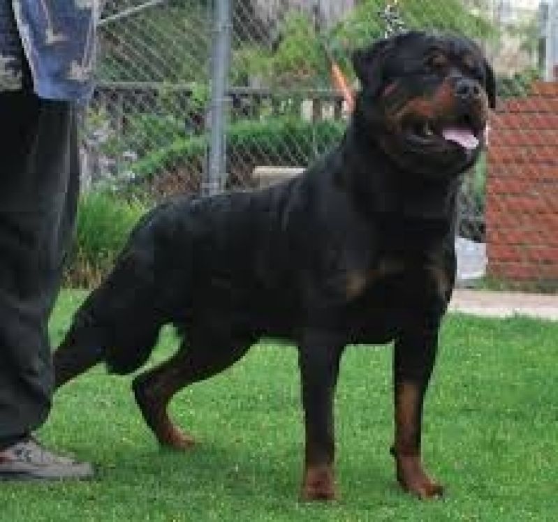 Locação de Cães de Guarda em Osasco