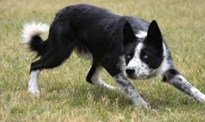 Locação de Cães de Guarda em São Bernardo