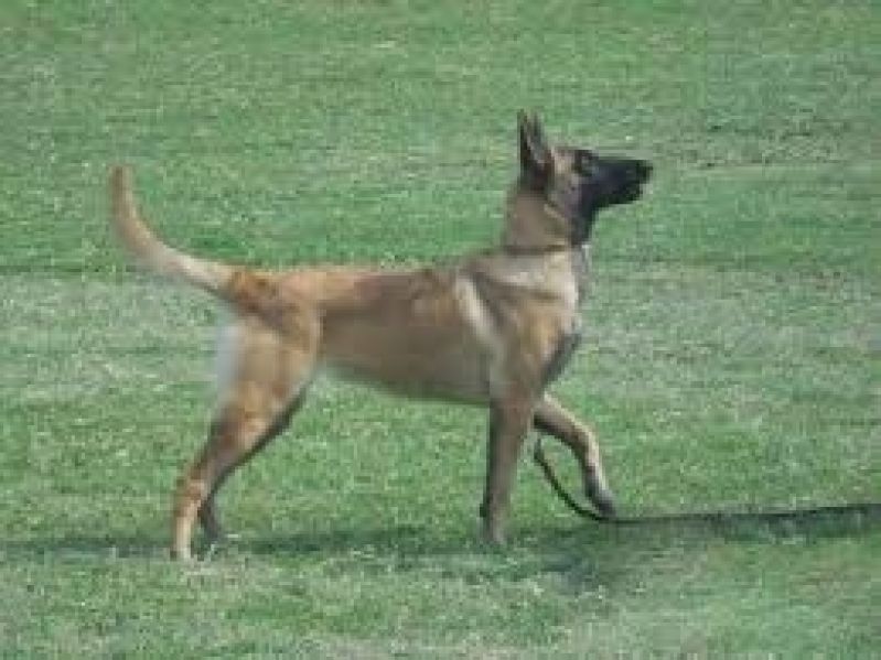 Locação de Cães de Guarda na Zona Sul