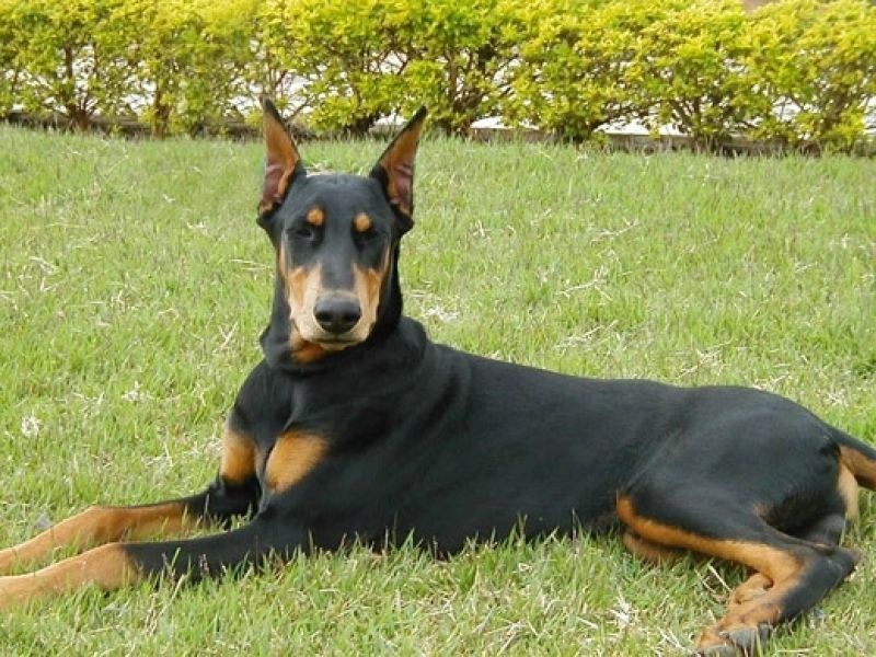 Locação de Cão de Guarda Preço