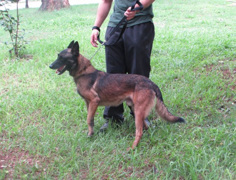 Locação de Cão Farejador em Guarulhos