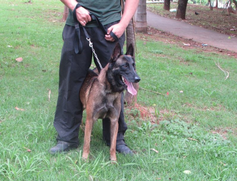 Locação de Cão Farejador em São Bernardo