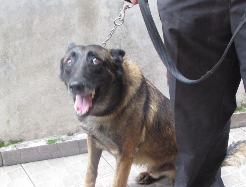 Locação de Cão Farejador na Zona Leste