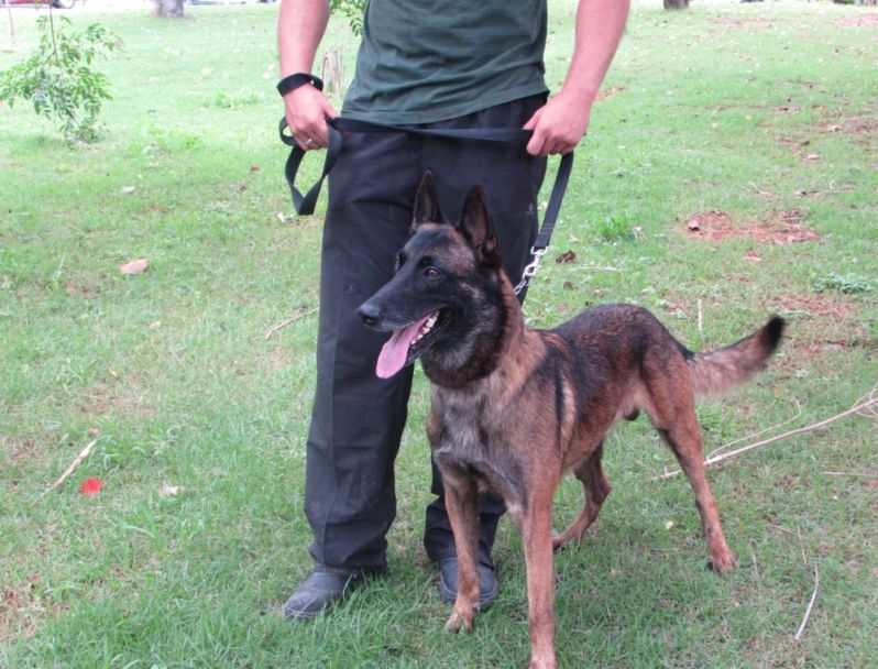 Locação de Cão Farejador na Zona Sul