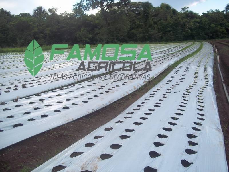 Lona Agrícola para Silagem de Milho