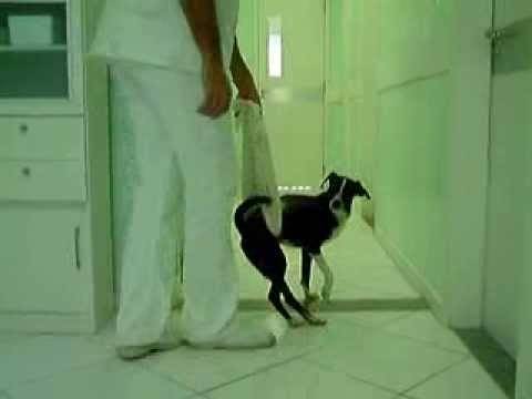 Luxação Patelar Cães Tratamento