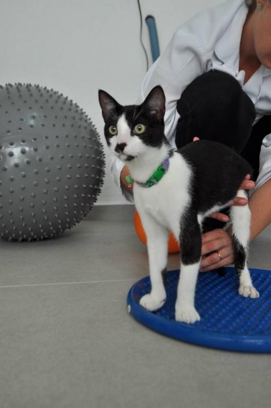 Magnetoterapia Veterinária