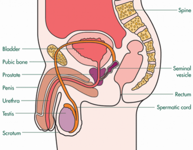 Médico Urologista para Tratar Câncer de Próstata