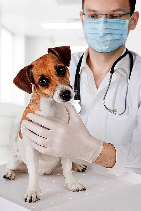 Médico Veterinário em Sp