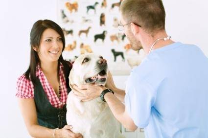 Médico Veterinário Geriatra