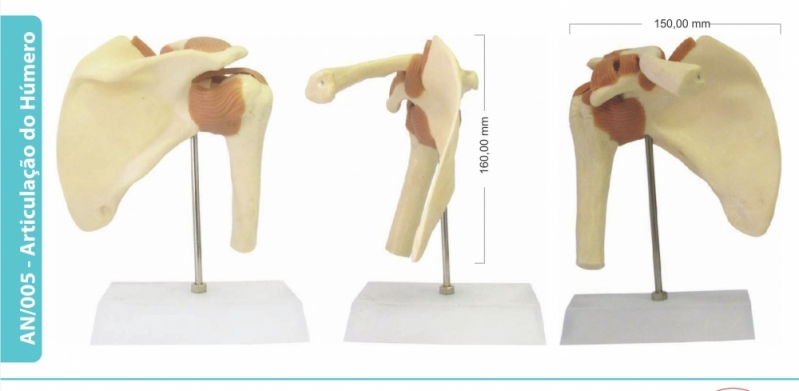 Modelo Anatômico para Estudo