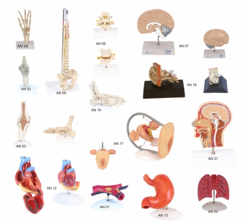 Molde de Articulação do Joelho Anatomia