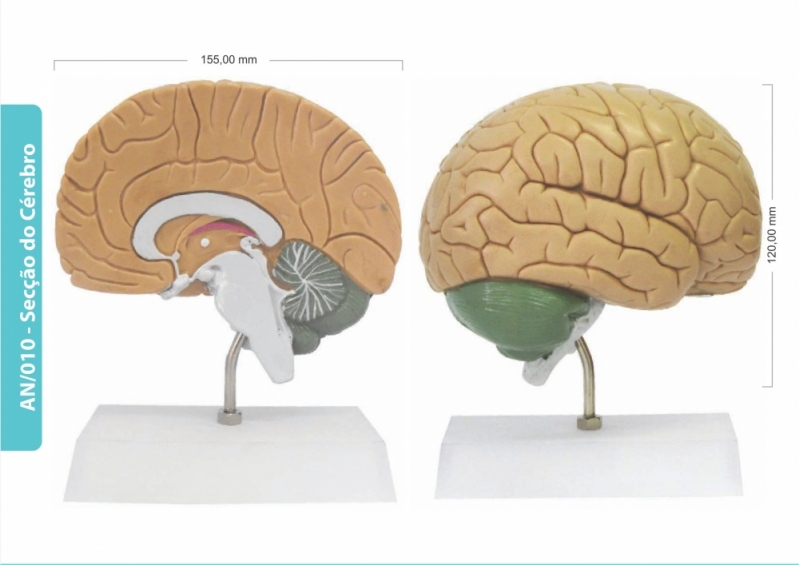 Molde de Coluna Anatomia Humana