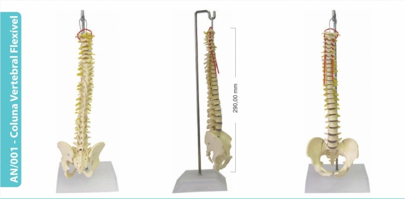 Molde de Coluna Dorsal Anatomia