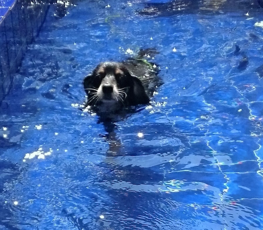 Natação para Cachorro em São Paulo