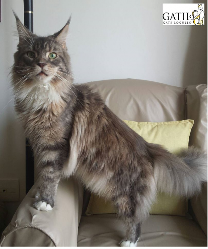 Onde Comprar Gato Maine Coon