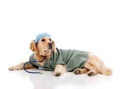 Ortopedia Canina