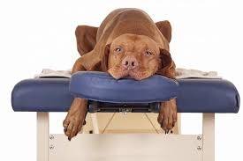 Ortopedia para Cães