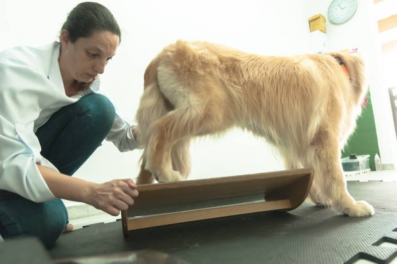 Ortopedista para Cães