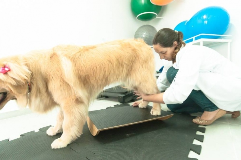 Ortopedistas Veterinários