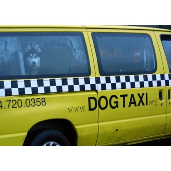 Pet Táxi em SP