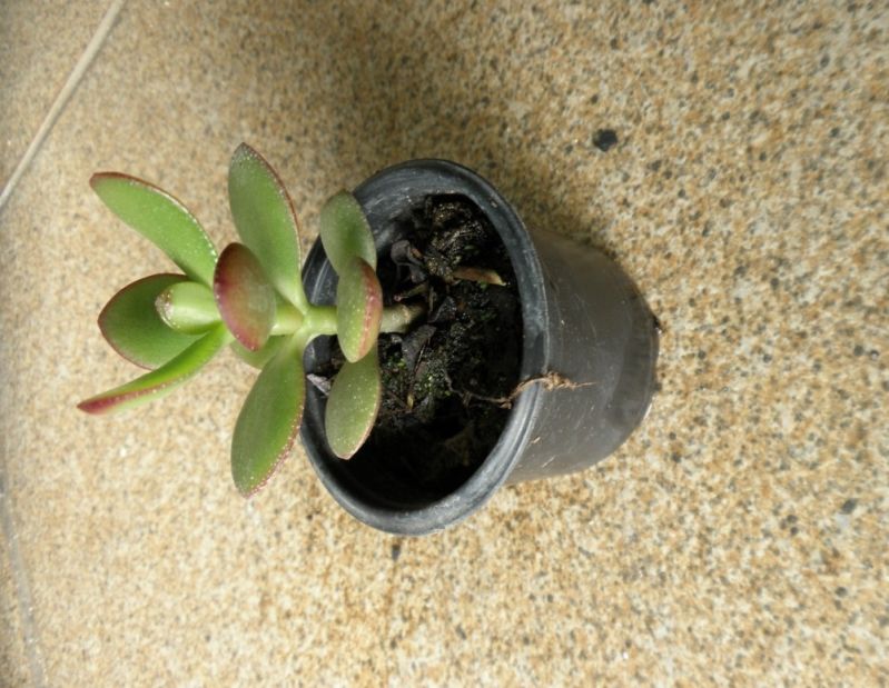 Plantas para Apartamento