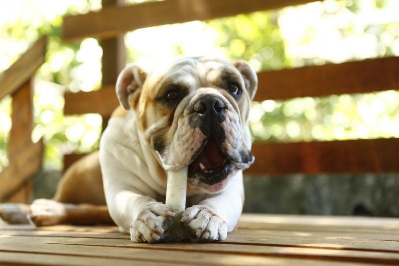 Pousada para Cachorro