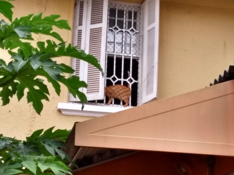 Proteção de Janela de Apartamento Tela