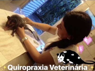 Quiropraxia para Animais Silvestres