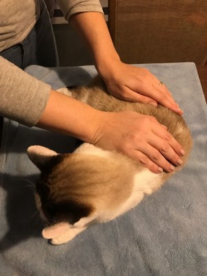 Reiki para Acalmar Gatos