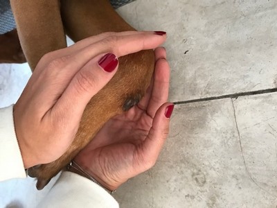 Reiki para Animais Domésticos Doentes