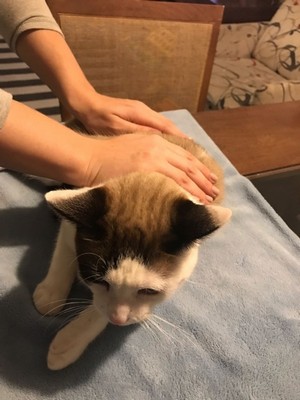 Reiki para Animais Domésticos