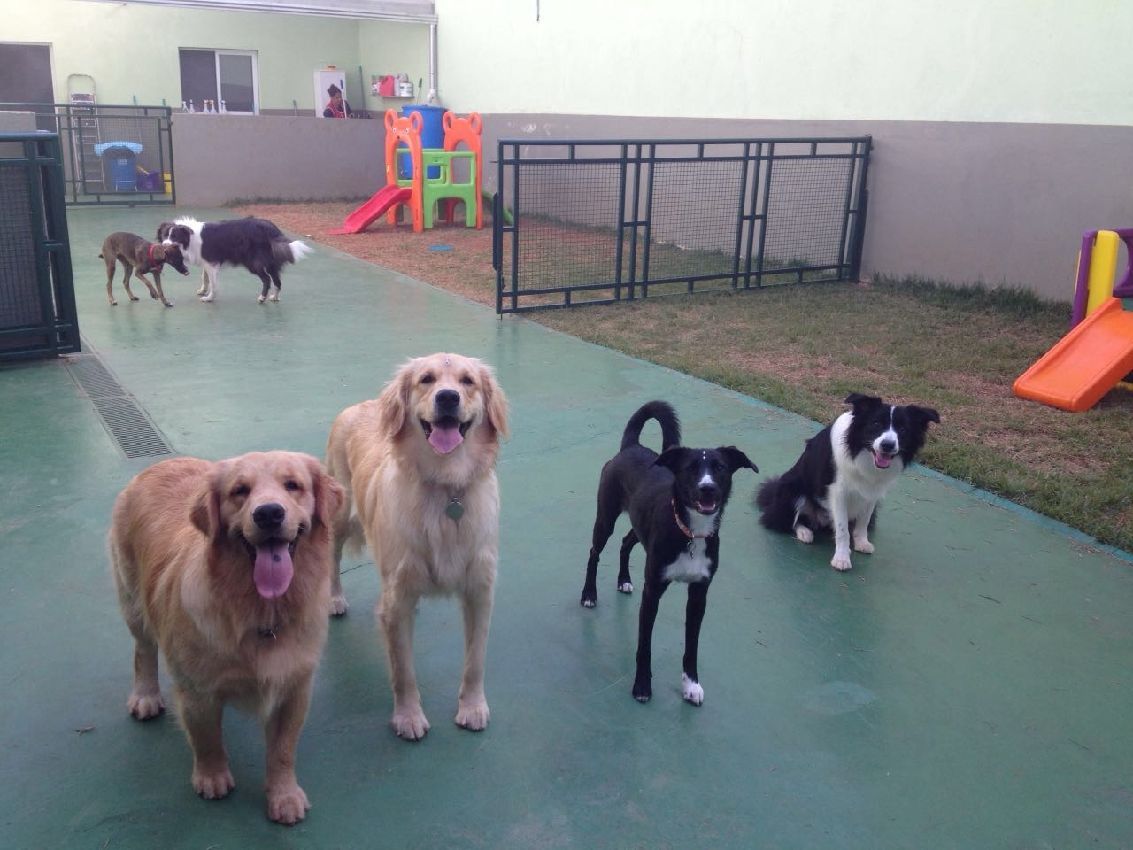 Resort Canino na Zona Oeste