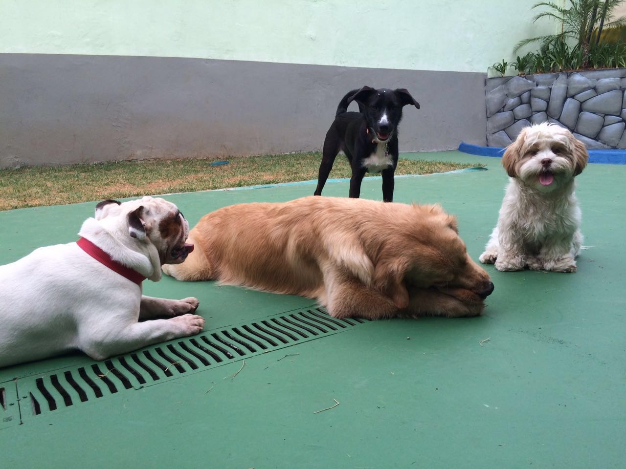 Resort para Cachorro nas Férias