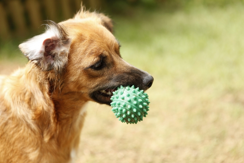 Resort para Cachorro Pequeno