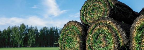 Rolo de Grama para Campo