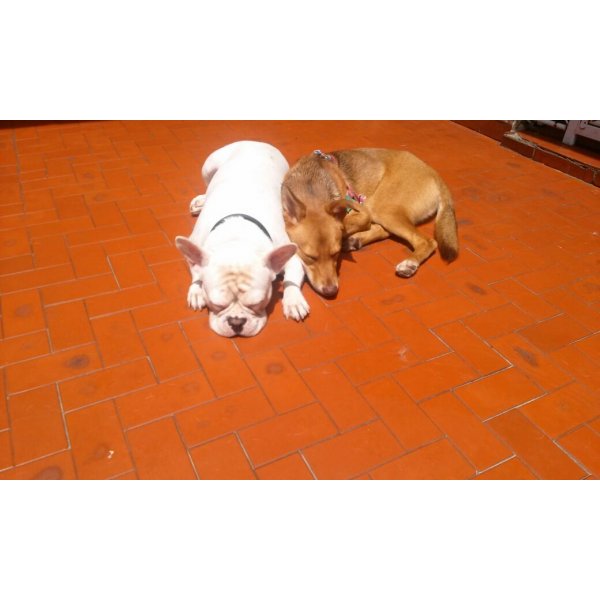 Serviço de Adestramento de Cachorros