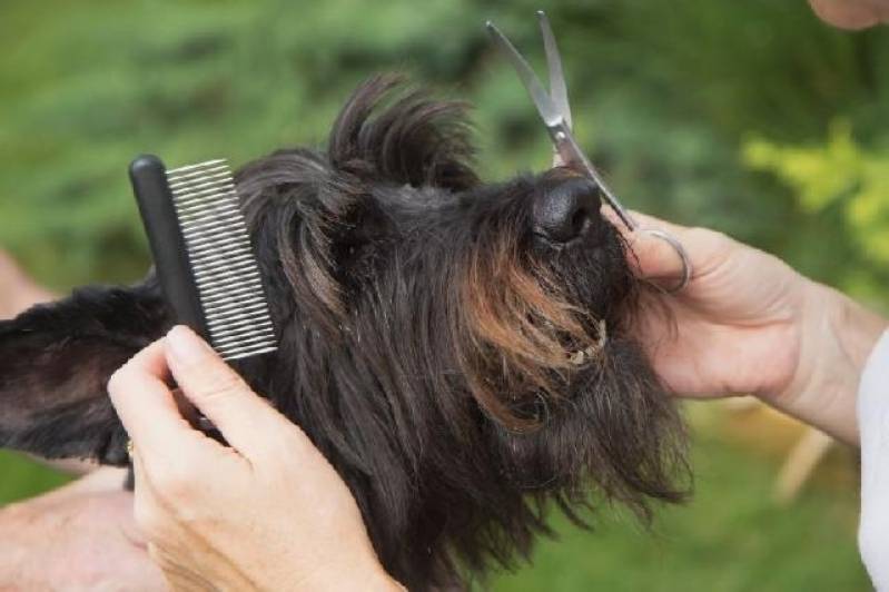 Serviço de Banho com Tosa para Cães