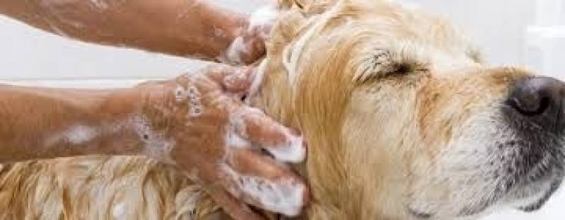 Serviço de Banho em Gatos e Cachorros